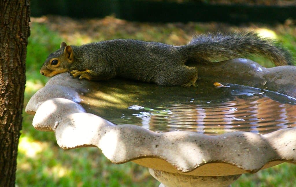 Concrete birdbath on a pedestal with a squirrel stretched out on the edge.