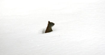 Squirrel popping its head and upper body out of deep snow and there are no footprints around it.