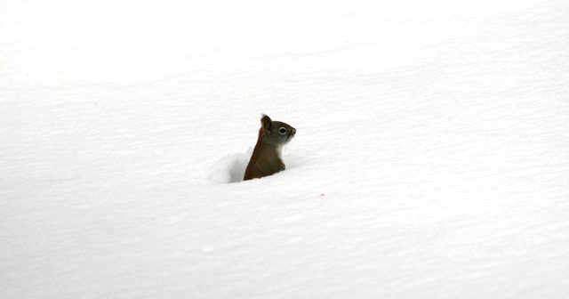 Squirrel popping its head and upper body out of deep snow and there are no footprints around it.