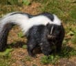 Striped Skunk standing on ground with sparse vegetation.