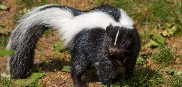 Striped Skunk standing on ground with sparse vegetation.