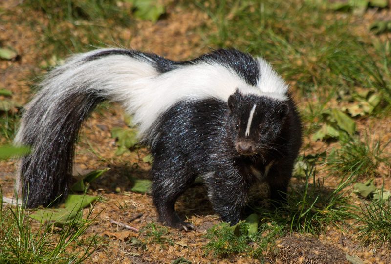 All about Striped Skunks Striped Skunk standing on ground with sparse vegetation.