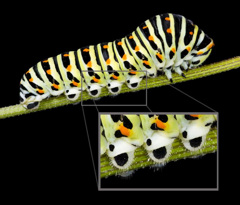 Swallowtail larva, Papilio machaon, showing close detail of prolegs.