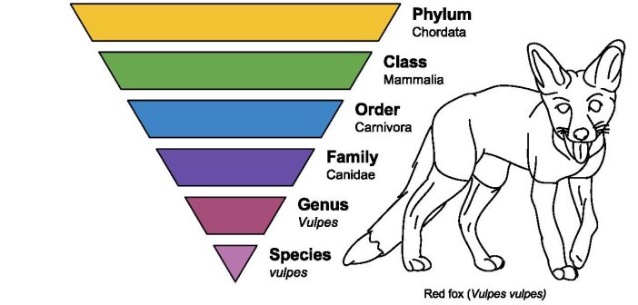 Color illustration of the hierarchical scientific classification of a Red Fox, along with a simple line drawing of a Red Fox.