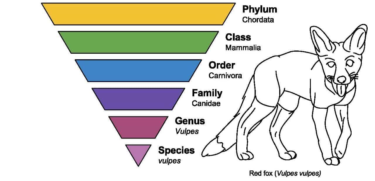 What type of therian fox are you?