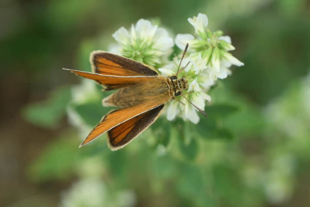 Orange and brown skipper standing with front wings upright and hind wings vertical.