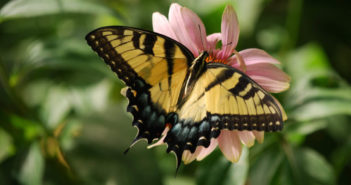 Tiger Swallowtail, Papilio glaucus, with wings open, sitting on pink blossom.