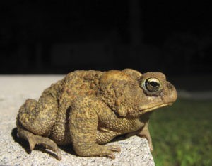 Side view of a toad facing to the right.