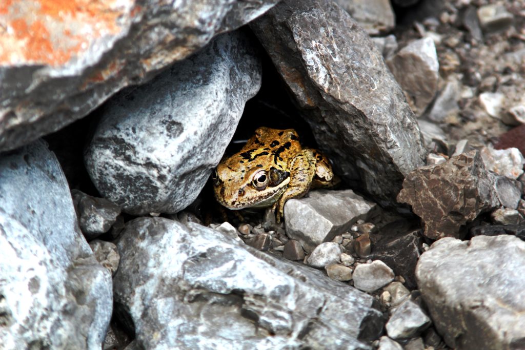 Toad sitting at entrance of opening into several large stones arranged to create a hole within.