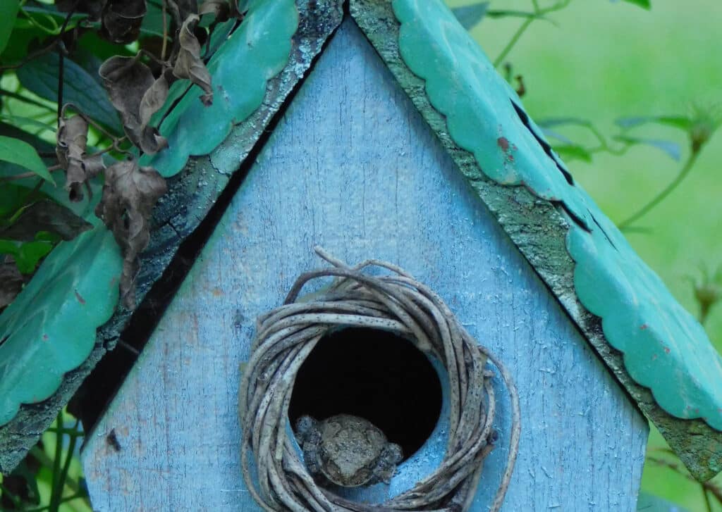An old blue birdhouse is buried up the the bottom of its entrance hole. A toad is peering out of it.