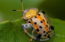 Unidentified Tortoise beetle (Cassidinae) with yellow pronotom, orange stripes, black dots.