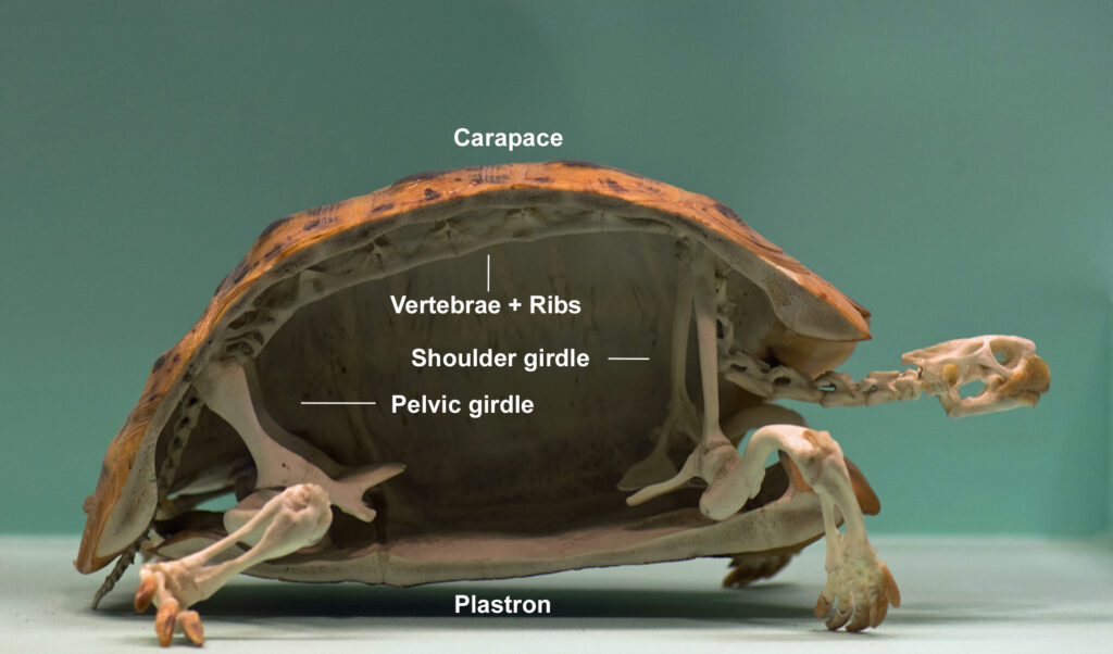 Photo of the cross section of a turtle skeleton with labels 