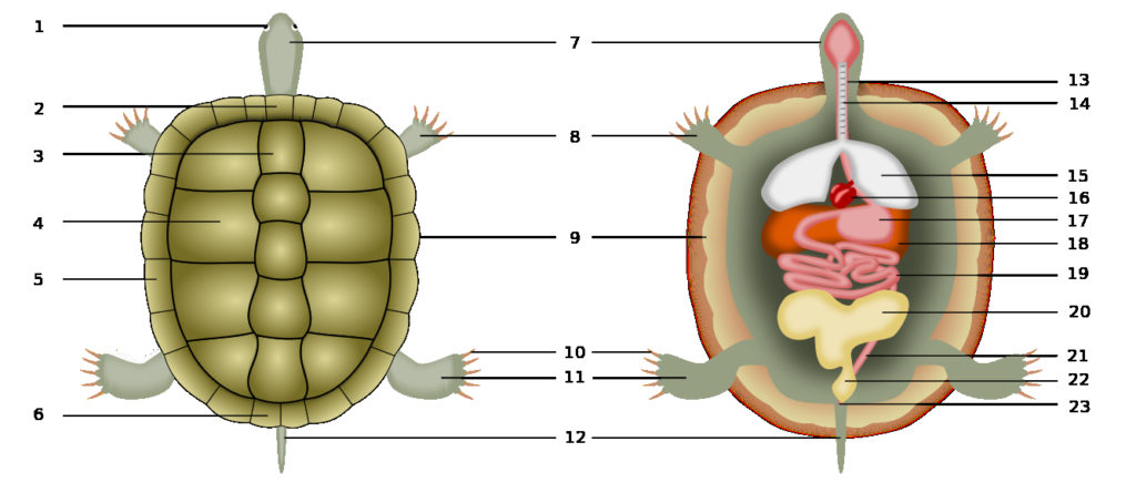 Color illustration of the turtle's internal and external anatomy, with labels.