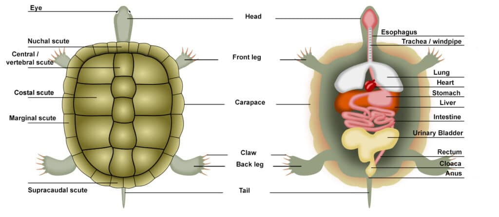 Illustration of the exterior and interior anatomy of a turtle, with labels.