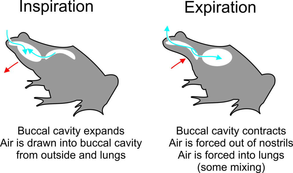 Illustration of a frog demonstrating how buccal pumping works.