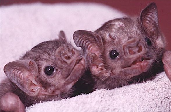 Two young White-winged Vampire Bats swaddled in a white towel.
