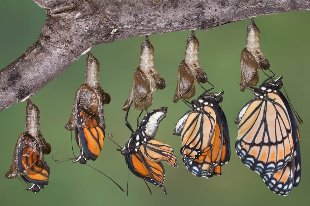 Series of ilmages showing Viceroy Butterfly emerging from chrysalis, and inflating and drying wings.