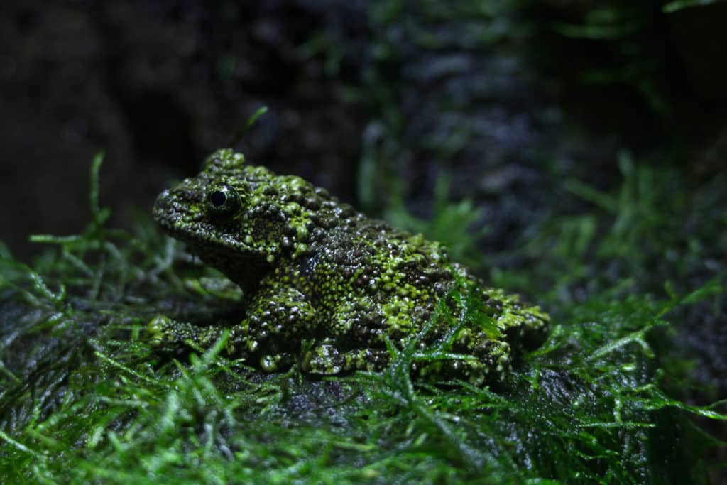 Vietnamese Mossy Frog, Theloderma corticale, looking much like it's covered by moss.