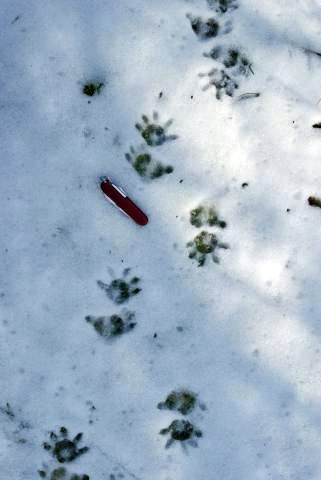 Virginia Opossum tracks - Welcome Wildlife