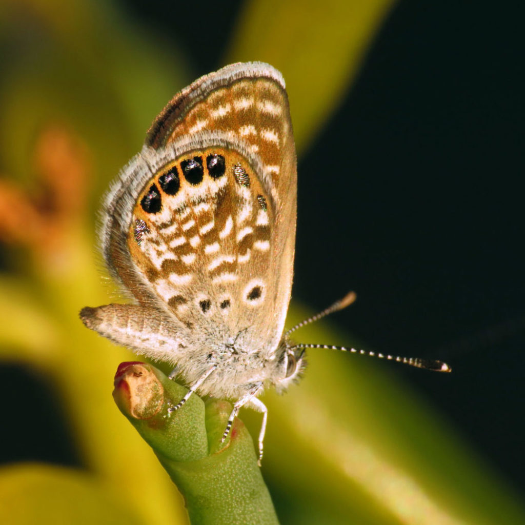 Western Pygmy Blue Butterfly, Brephidium exilis, world's smallest butterfly