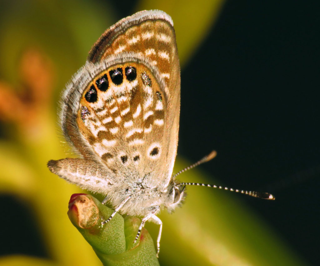 Western Pygmy Blue Butterfly, Brephidium exilis, world's smallest butterfly