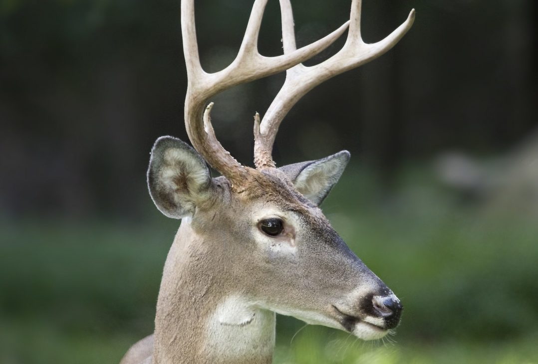 Researchers rack up tough secrets from deer antlers