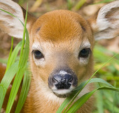 Close up of the face of a White-tailed Deer fawn.