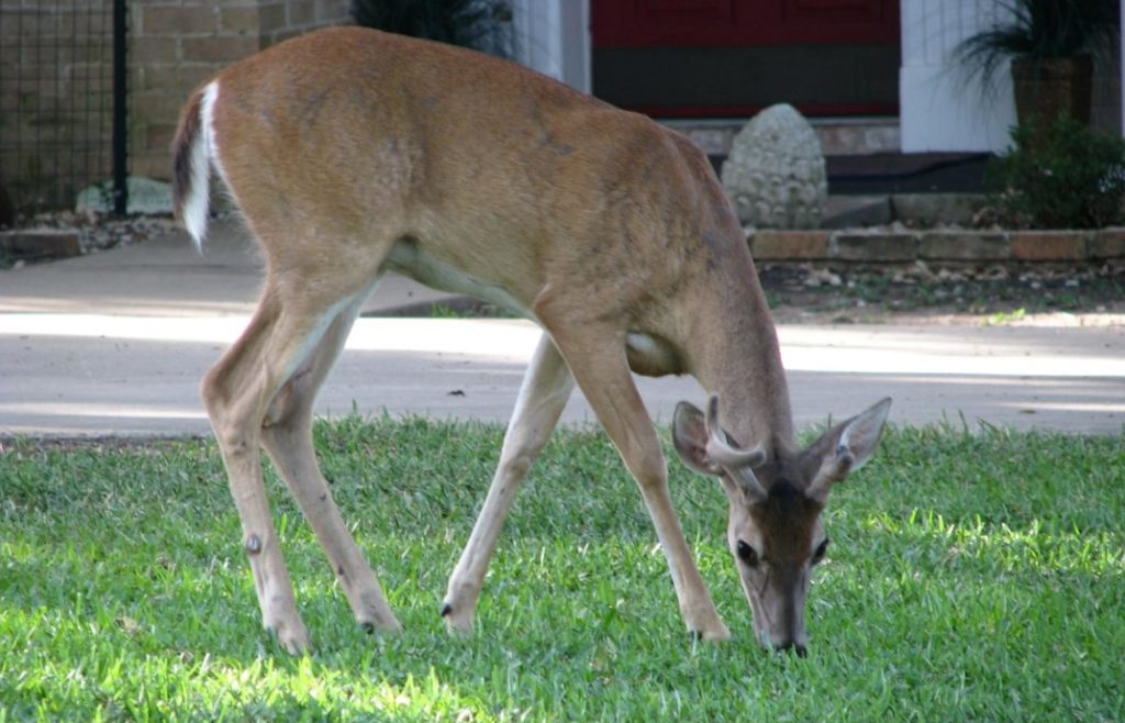 White-tailed Deer grazing on grass in a city yard, with a house in the background.