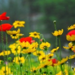 Poppies and daisies in a garden