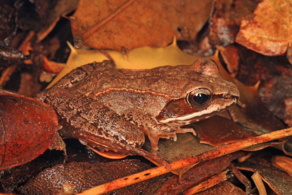 Wood Frogs, Lithobates sylvatica.