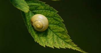 Yellow snail sitting on green leaf.