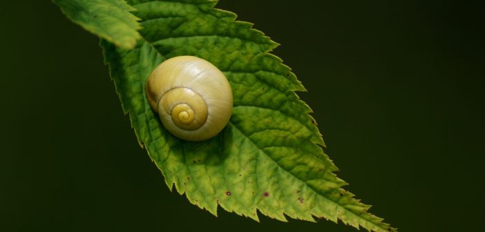 Yellow snail sitting on a green leaf.