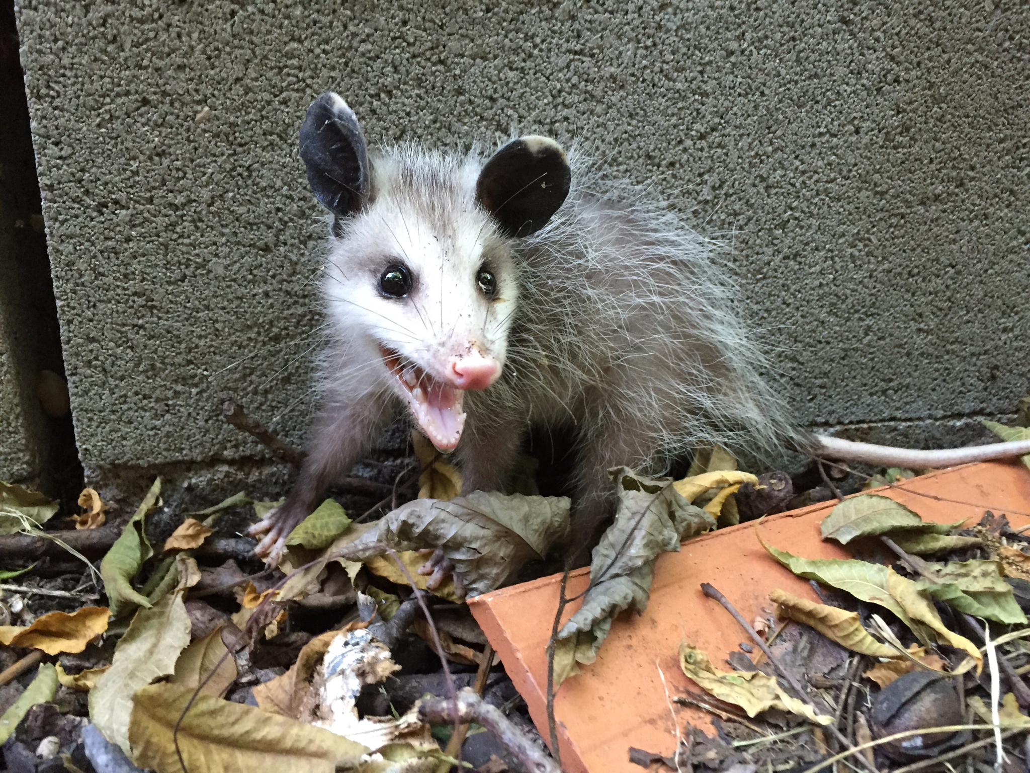 About The Virginia Opossum A Yards Ideal Visitor Welcome Wildlife