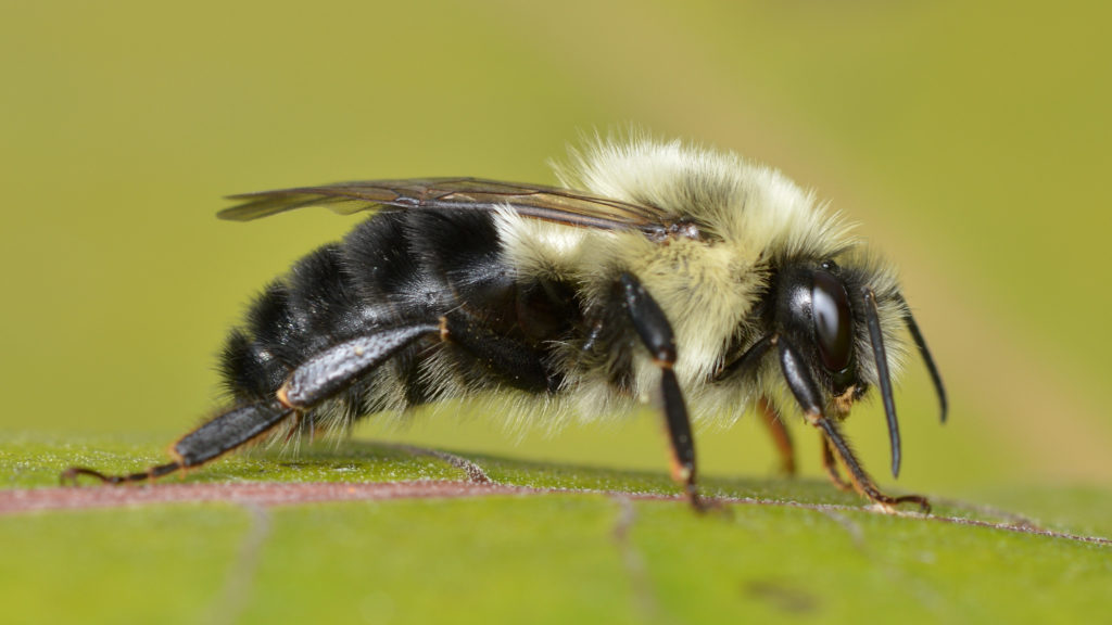 Common Eastern Butterfly, Bombus impatiens.