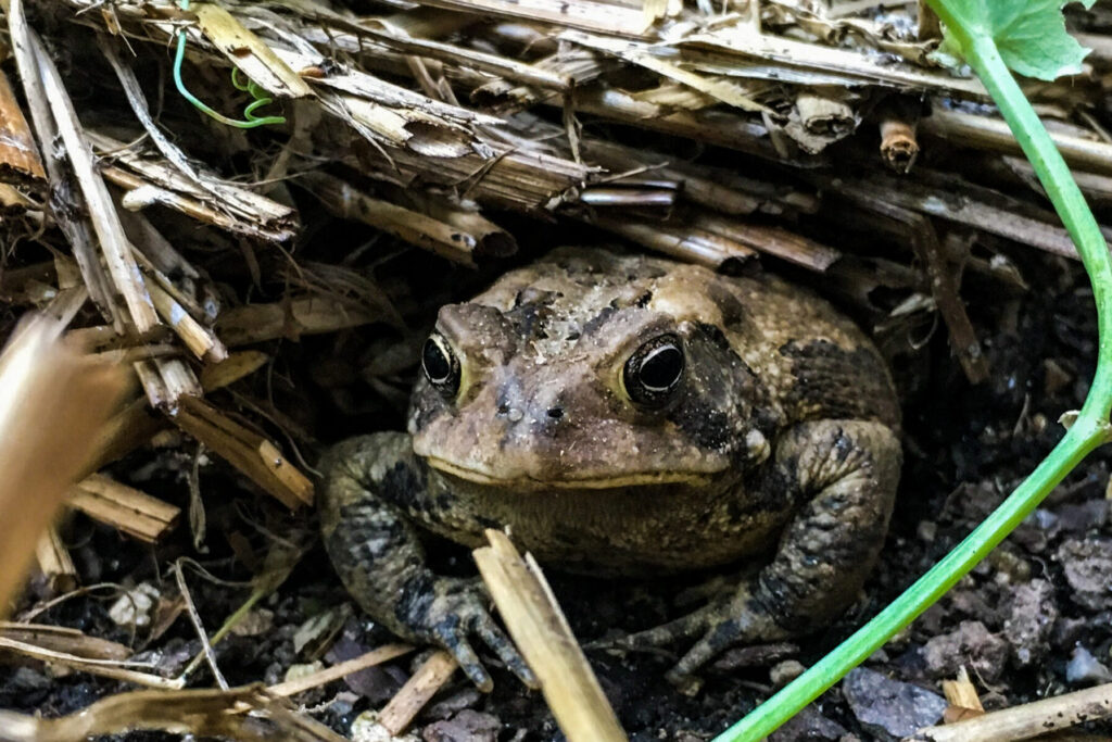 A toad facing the camera while lying in a nook in a pile of brush.