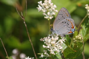 An Acadian Hairstreak is standing on a white flower.