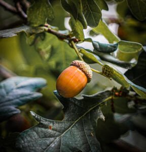 A single acorn is hanging an oak tree branch.