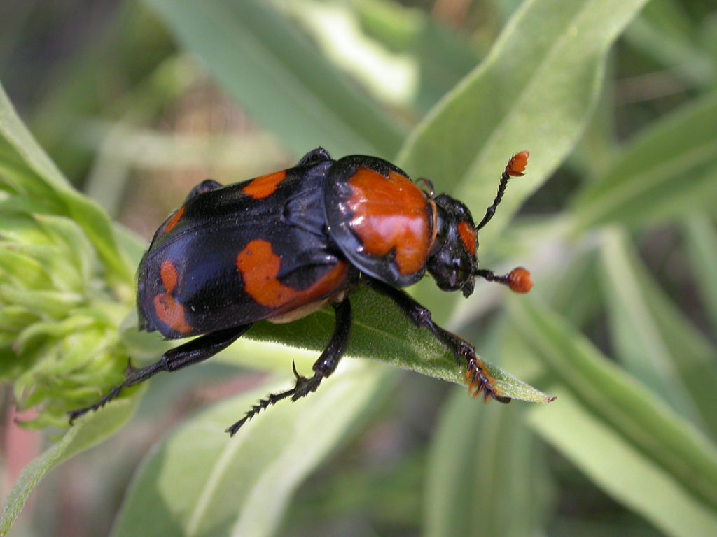 American Burying Beetle standing on a leaf