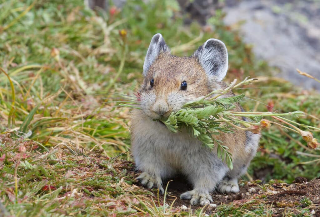 An American Pika is standing on a surface of grasses facing the camera. It has greens in its mouth.