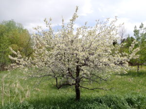 An American Plum tree is bloom, in a grassy field.