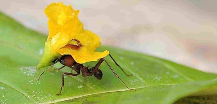 Close up image of an ant carrying a bright yellow flower on its back.