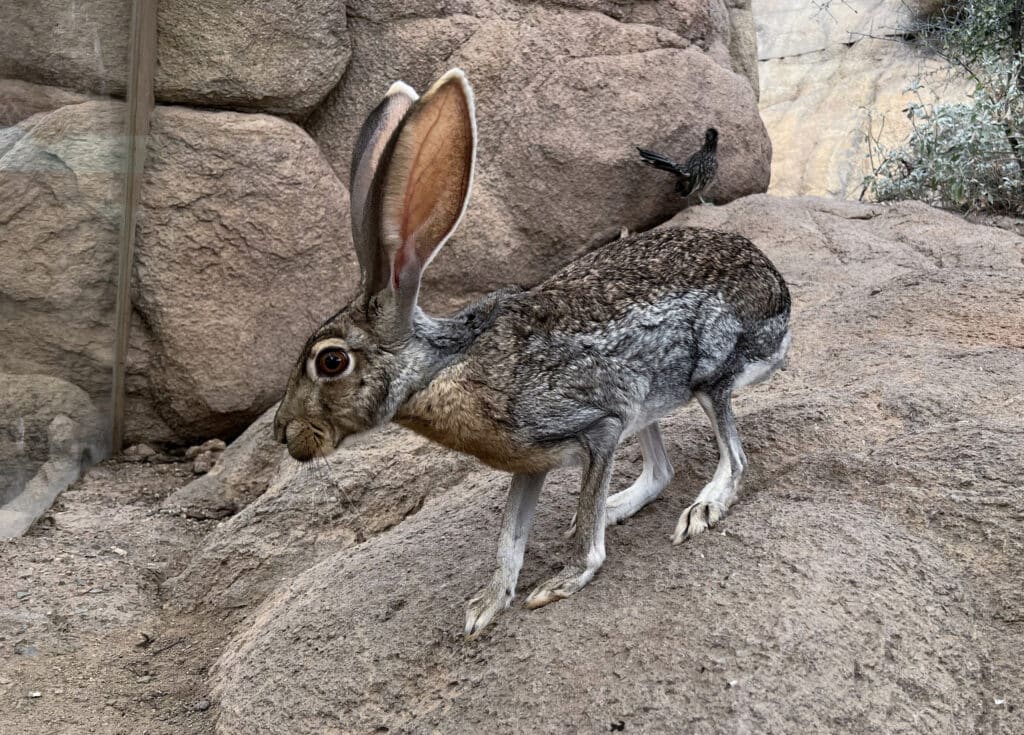 An Antelope Jackrabbit is standing on boulders with bushes over at the side. It's viewed from the side.