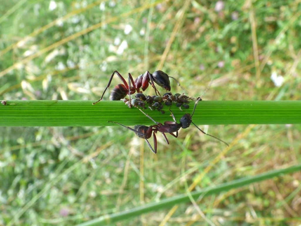 Image of ants tending to aphids.