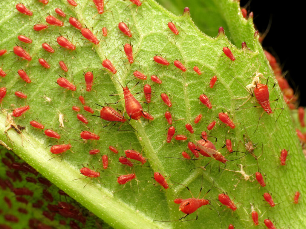 Numerous red-colored aphids are seen on the underside of a green cup plant leaf.