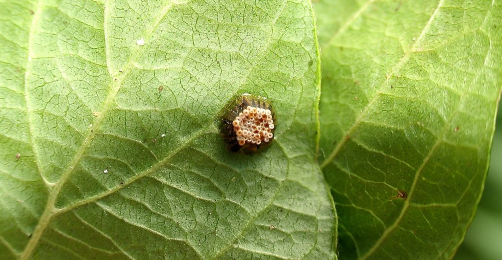 Assassin Bug egg case, with numerous eggs inside, stuck to the underside of a green leaf.