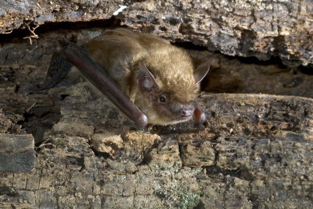 A Big Brown Bat is lying partway out of a crevice, as seen from the front.