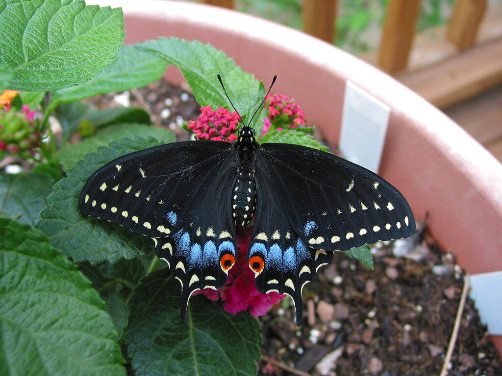 Eastern Black Swallowtail nectaring from a potted lantana plant.