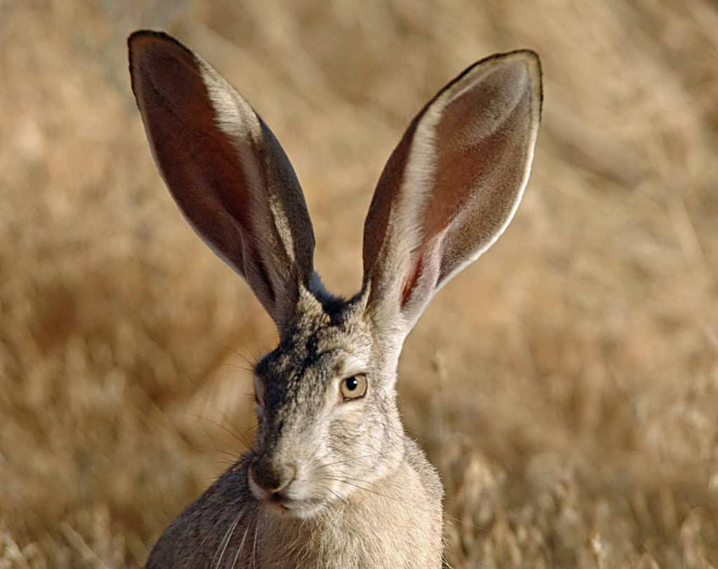 Close up image of a Black-tailed Jackrabbit.