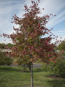 A Blackgum in the fall with red leaves.