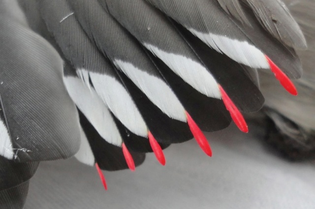 Close up of the waxy red tips of the gray and white feathers of a Bohemian Waxwing bird.#